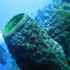 Barrel Coral and Diver