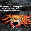 Galapagos by Diver Ed