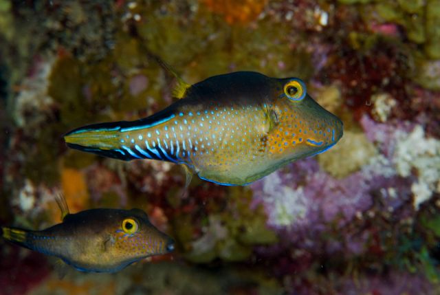 Trunk fish - Dominica - Gallery - SingleDivers.com Surface Interval INDEX