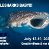 2025 POSTER WHALESHARK MOUTH OPEN