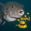 giant pufferfish5