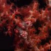 pygmy SEAHORSE