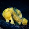 FROGFISH LEMBEH