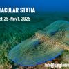 2025 POSTER 311 Flying Gurnard